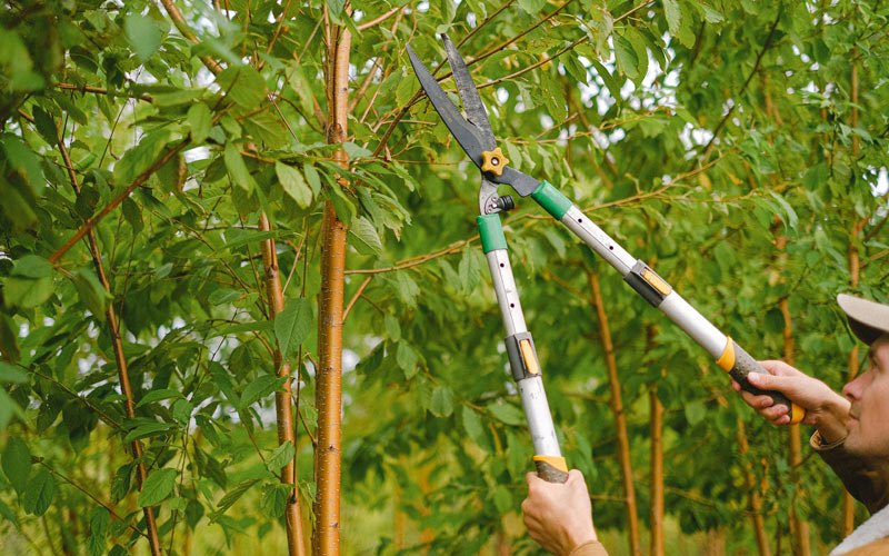 Tree trimming in Pursglove, WV